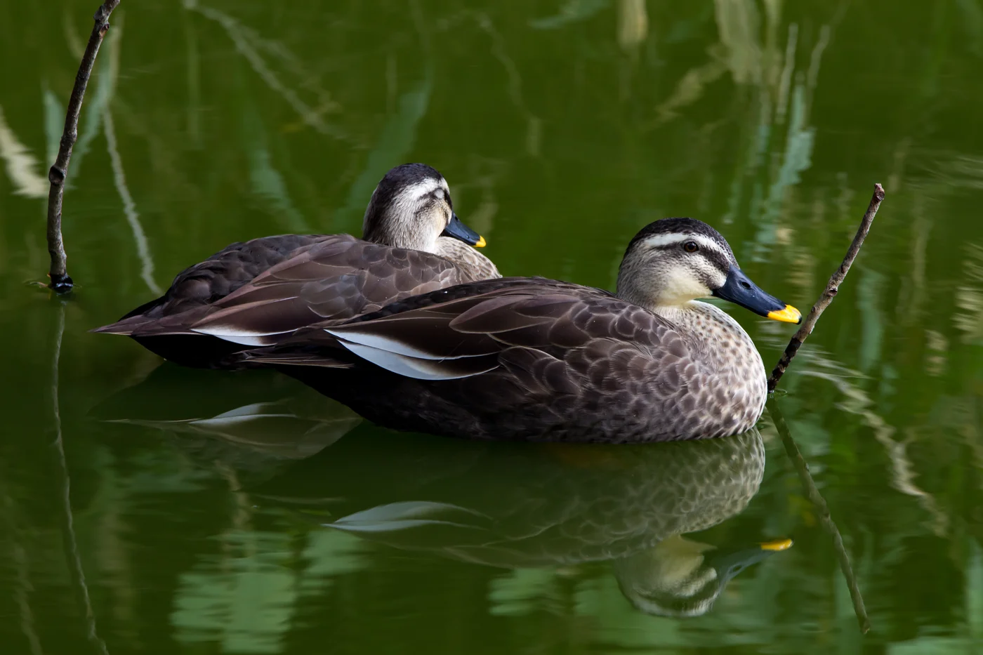 Spot-billed Duck, Tennōji Park, Osaka